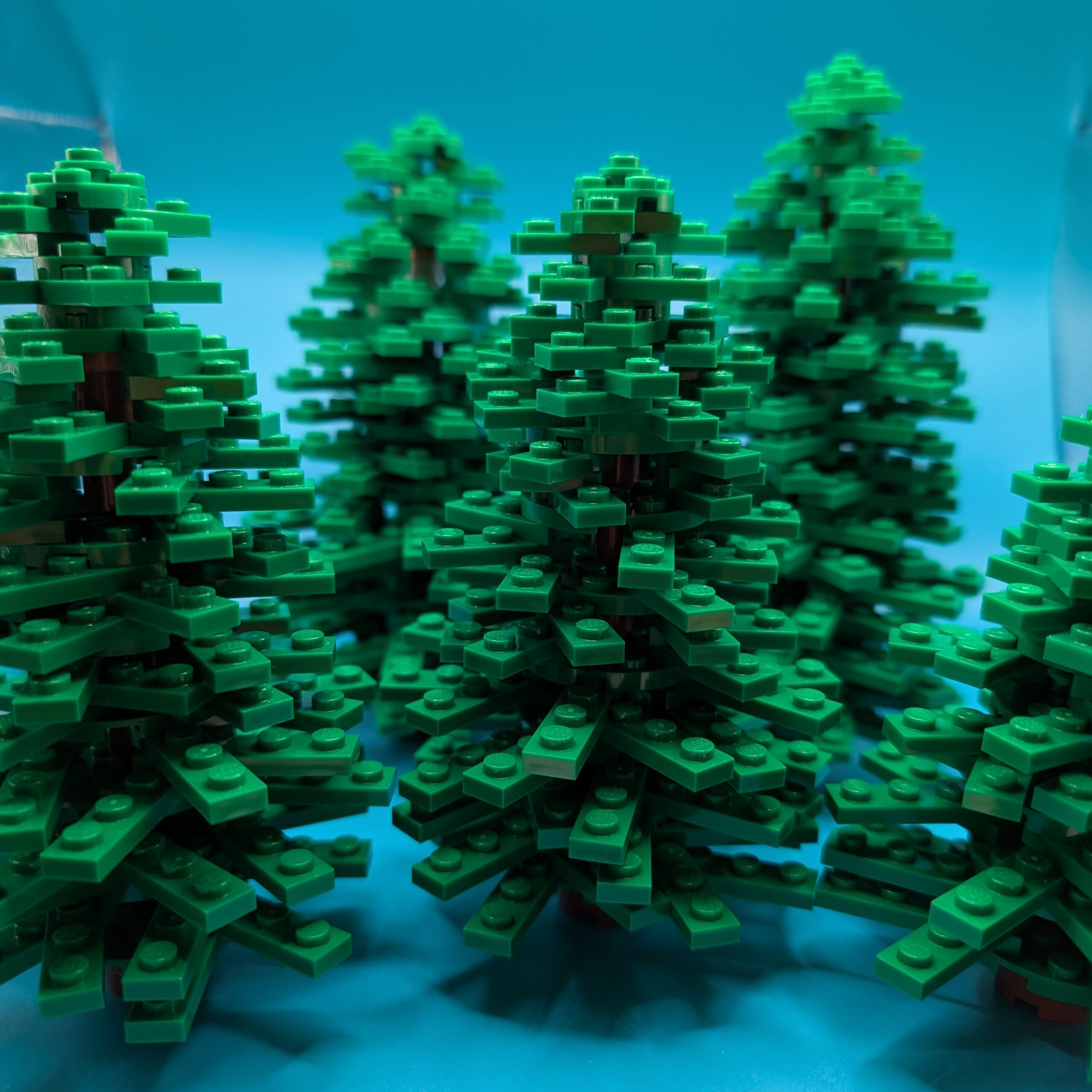 3: Seeking a better Christmas Tree